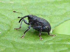 Ceutorhynchus alliariae