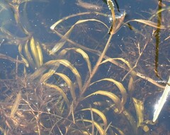 Potamogeton epihydrus