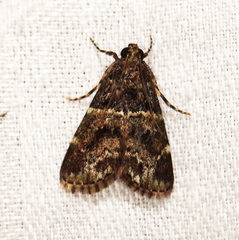 Orthaga atribasalis