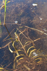 Potamogeton epihydrus