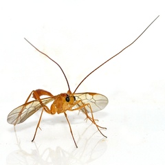 Austrozele