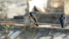Hirundo tahitica