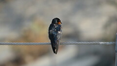 Hirundo tahitica