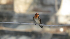 Hirundo tahitica