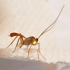 Austrozele