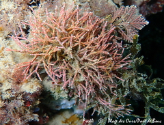 Amphiroa cryptarthrodia