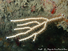 Eunicella singularis