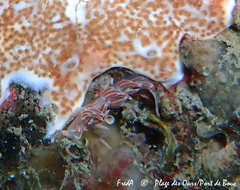 Facelina rubrovittata