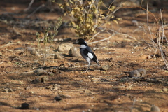 Lanioturdus torquatus