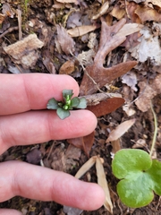 Obolaria virginica