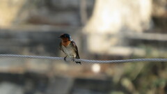 Hirundo tahitica