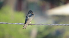 Hirundo tahitica