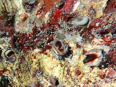 Lithophaga lithophaga