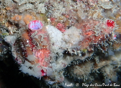 Microcosmus polymorphus