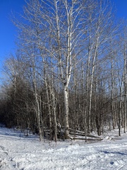 Betula papyrifera