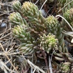 Petrosedum sediforme