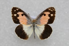 Colotis phisadia phisadia