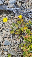 Brachyglottis bellidioides