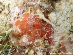 Phorbas fictitius