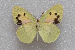 Colotis phisadia phisadia