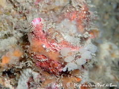 Pyura dura