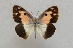 Colotis phisadia phisadia