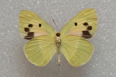 Colotis phisadia phisadia
