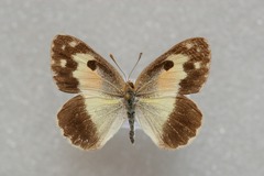 Colotis phisadia phisadia