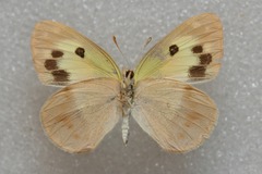 Colotis phisadia phisadia