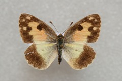 Colotis phisadia phisadia