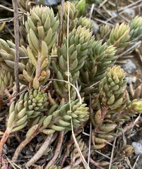 Petrosedum sediforme
