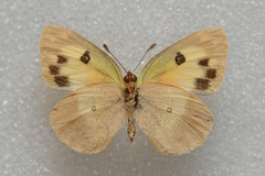 Colotis phisadia phisadia