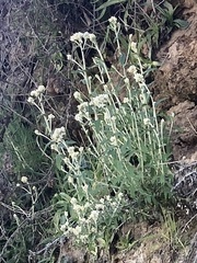 Pseudognaphalium biolettii