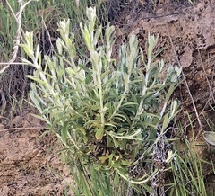 Pseudognaphalium biolettii