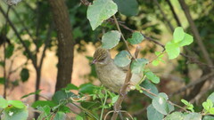 Pycnonotus conradi