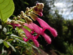Salvia tortuosa