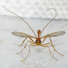 Austrozele