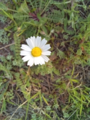 Anthemis arvensis