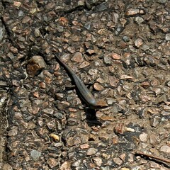 Lampropholis guichenoti