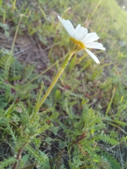 Anthemis arvensis