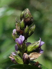 Otholobium mexicanum