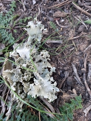 Parmotrema hypoleucinum