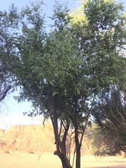 Ziziphus mucronata