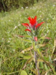 Castilleja arvensis arvensis
