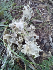 Parmotrema hypoleucinum