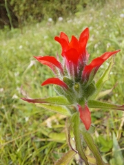 Castilleja arvensis arvensis