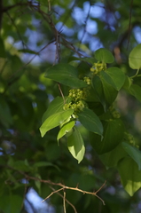 Ziziphus mucronata