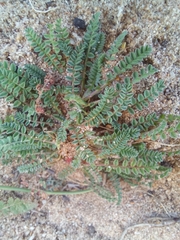 Ornithopus perpusillus