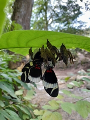 Heliconius eleuchia