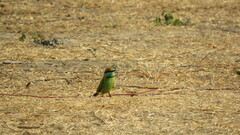 Merops orientalis